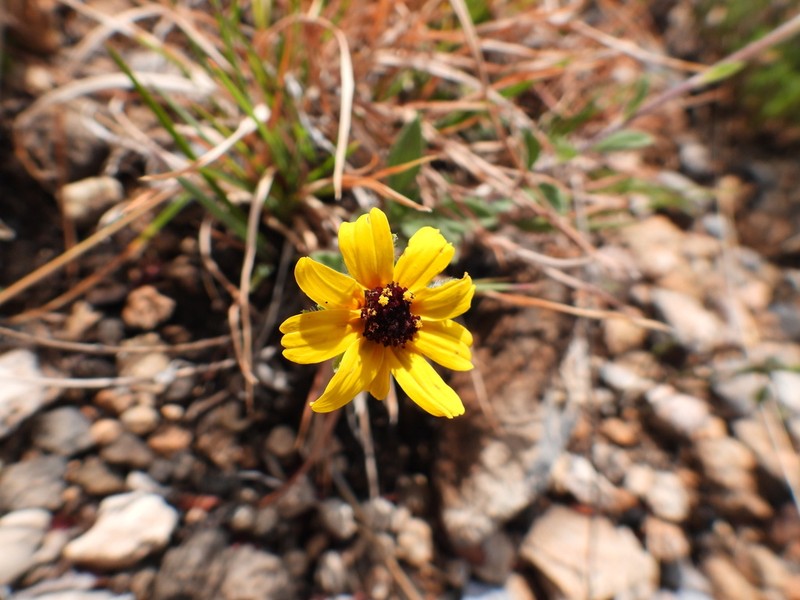 Helianthella mexicana photo 3
