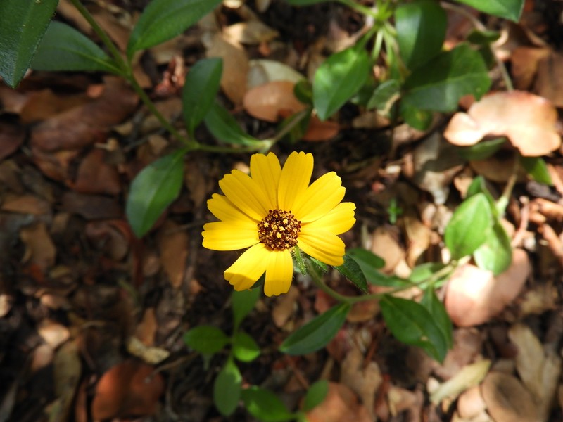 Helianthella mexicana photo 4