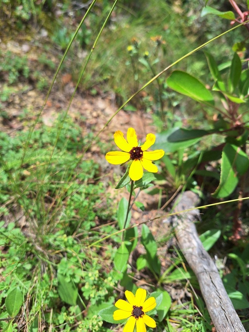 Helianthella mexicana photo 6