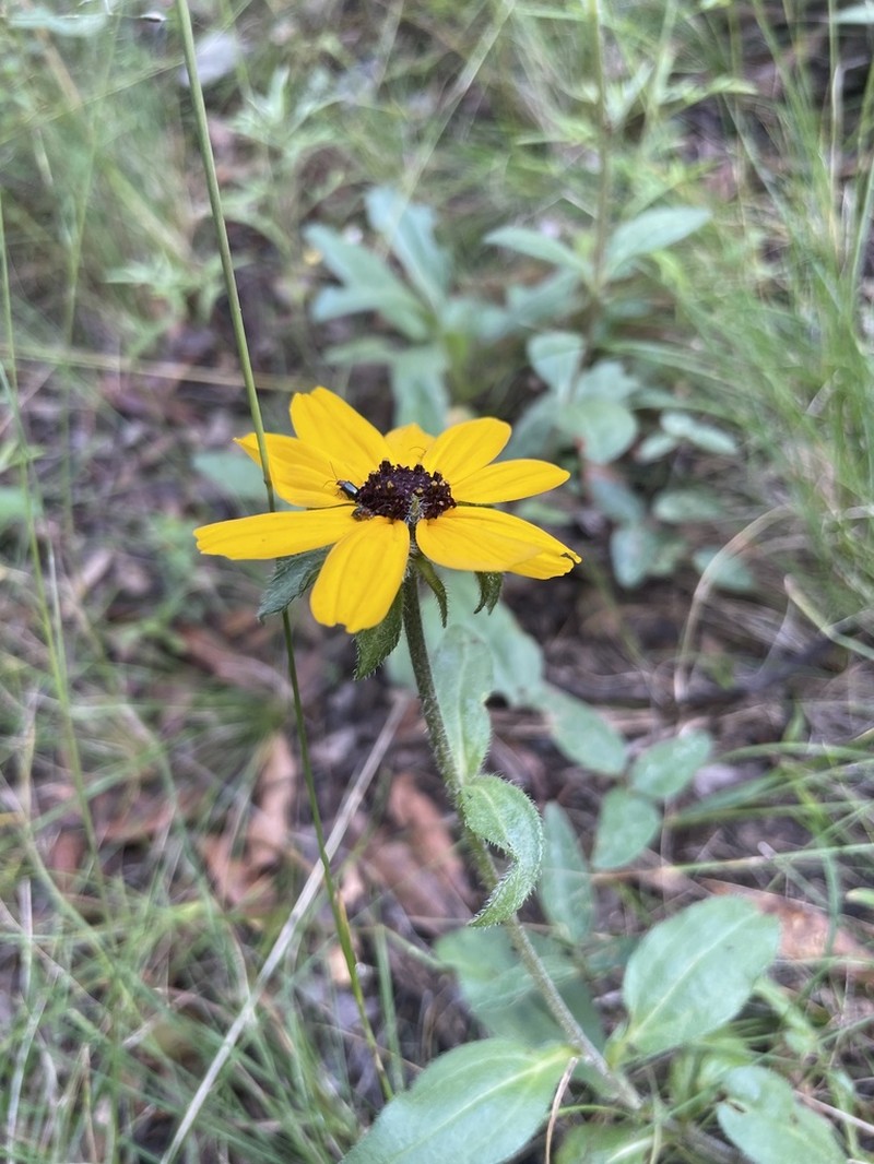 Helianthella mexicana photo 7