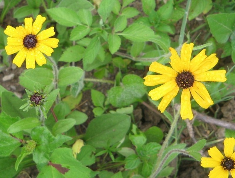 Helianthella mexicana photo 8