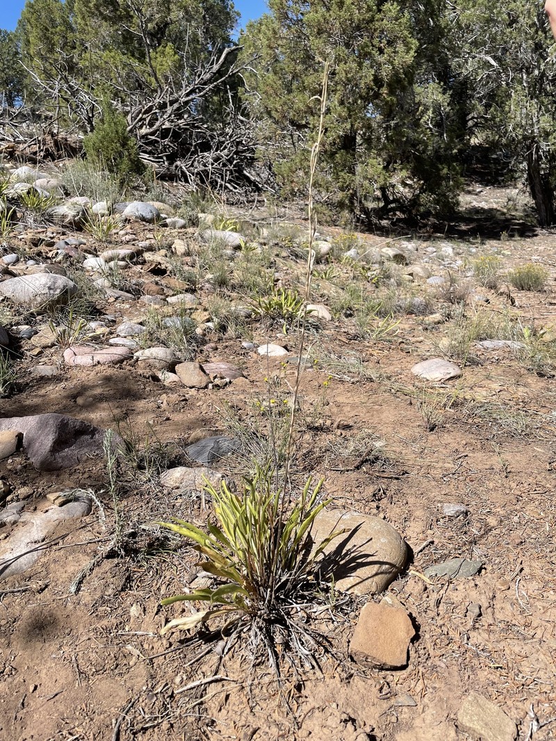 Purpledisk Helianthella