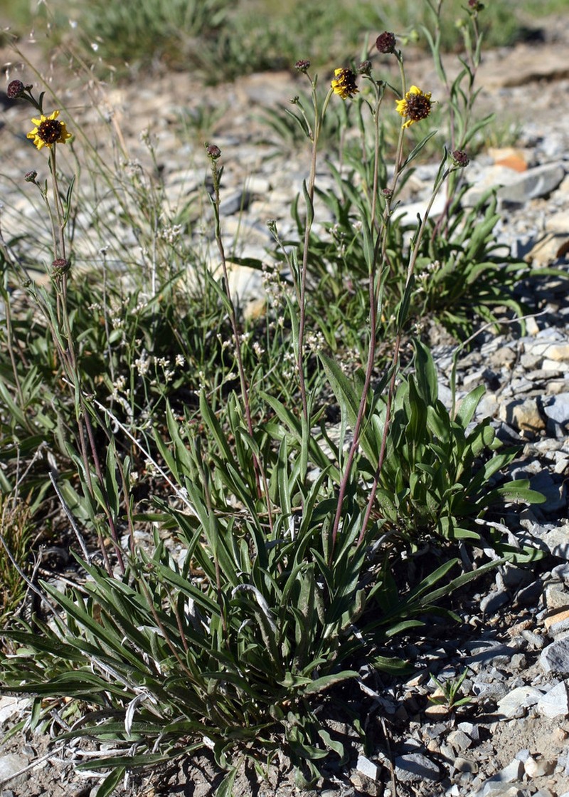 Purpledisk Helianthella
