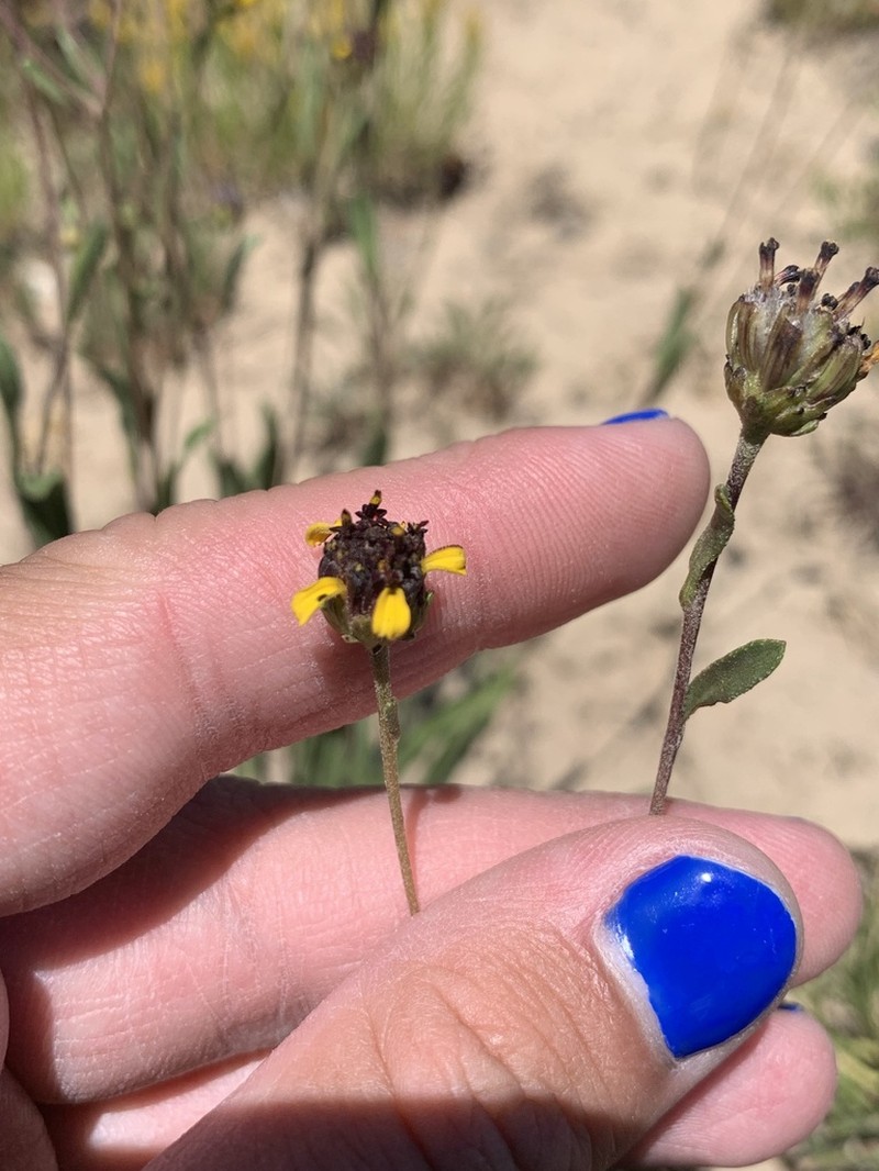 Purpledisk Helianthella photo 3