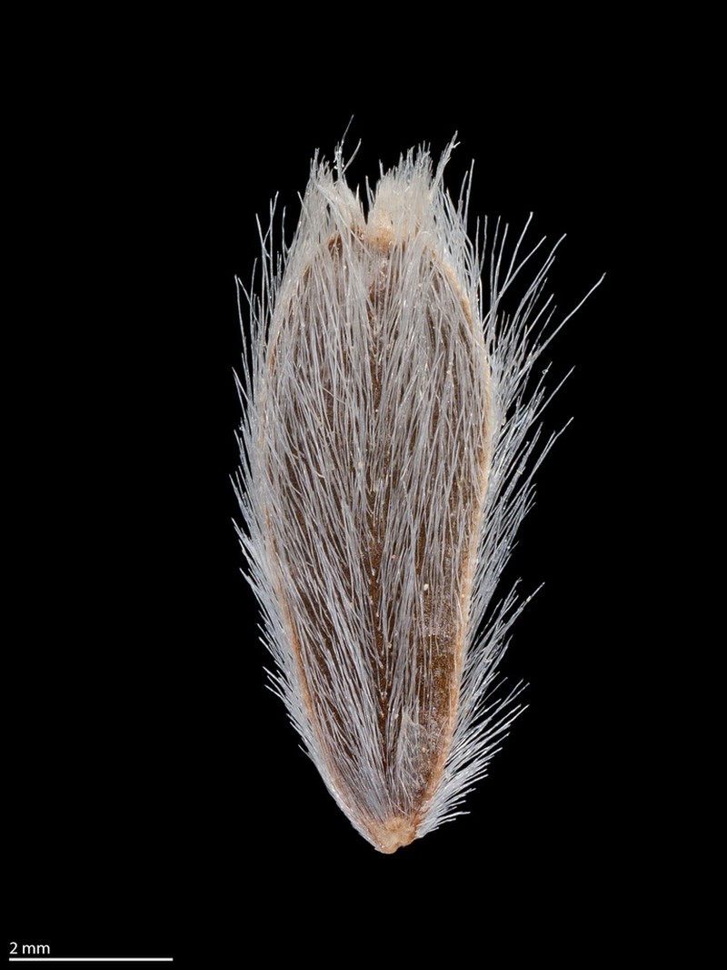 Purpledisk Helianthella photo 4