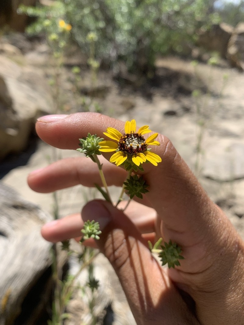 Purpledisk Helianthella photo 6