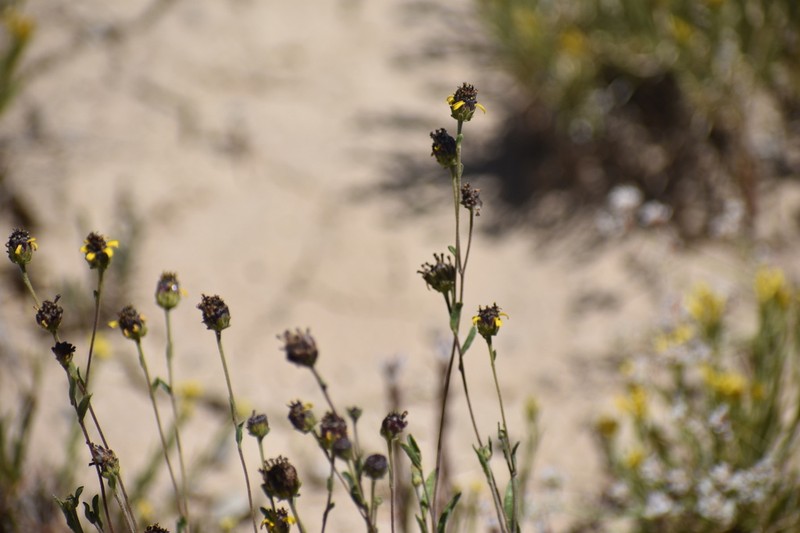 Purpledisk Helianthella photo 7