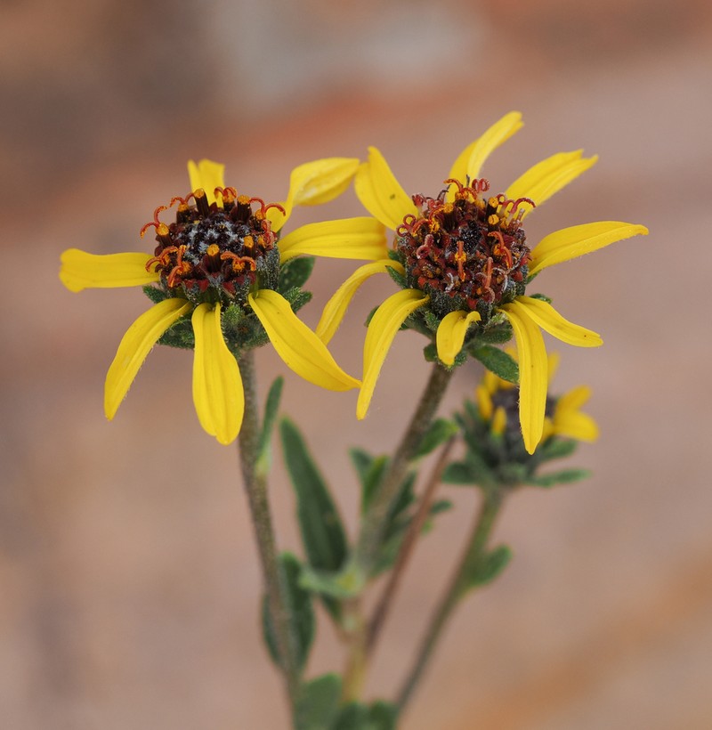 Purpledisk Helianthella photo 8