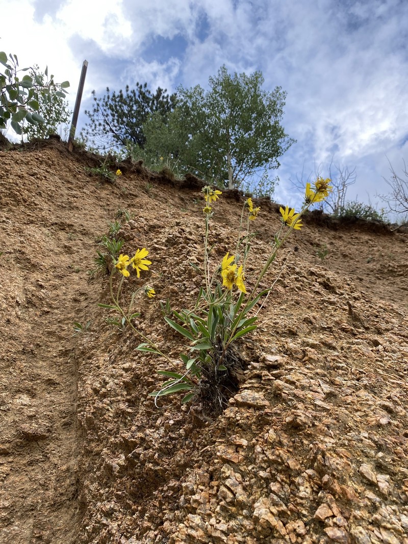 Parry's Dwarf-Sunflower