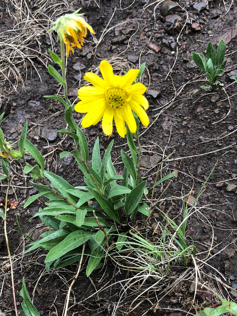 Parry's Dwarf-Sunflower photo 2