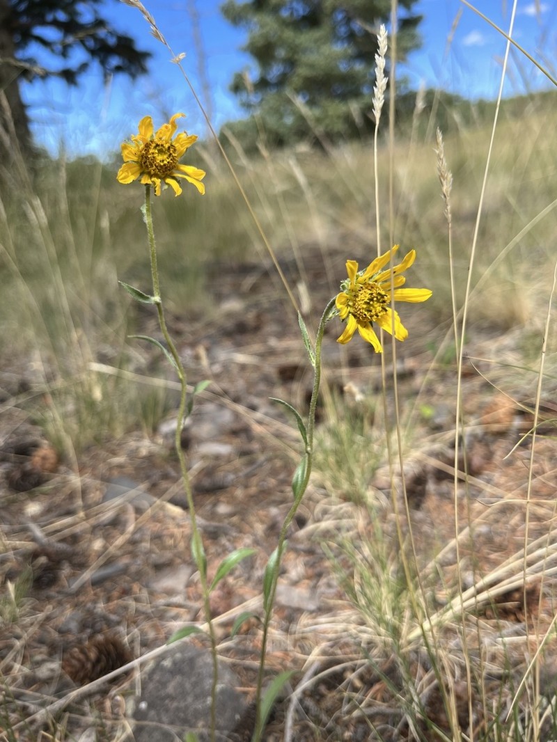 Parry's Dwarf-Sunflower photo 3