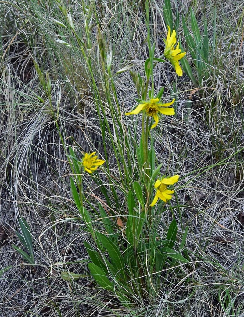 Parry's Dwarf-Sunflower photo 4