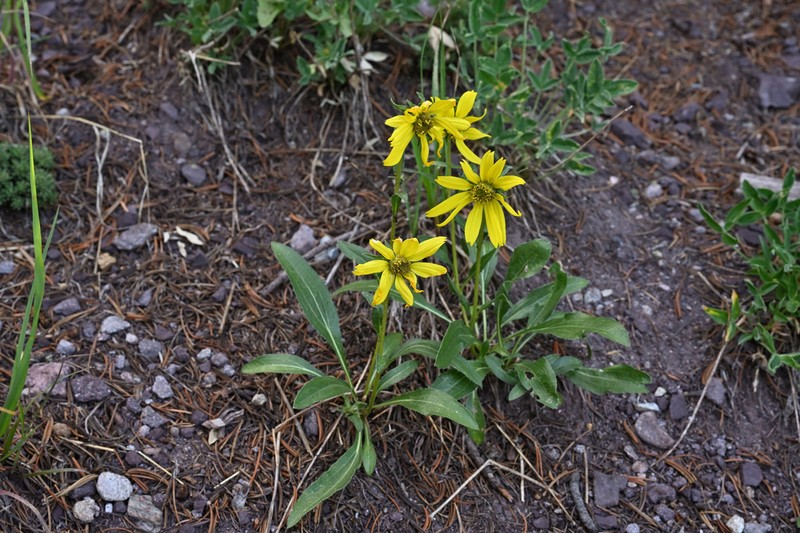 Parry's Dwarf-Sunflower photo 5