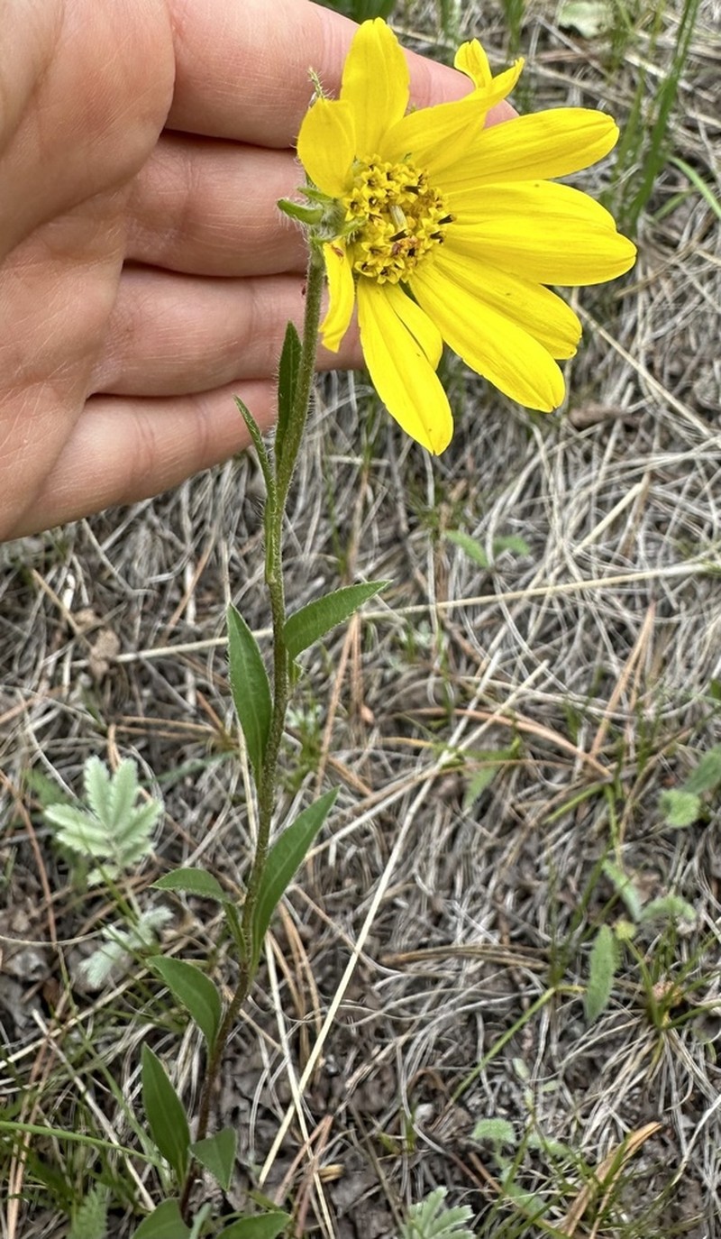 Parry's Dwarf-Sunflower photo 6