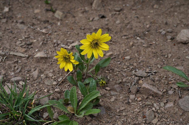 Parry's Dwarf-Sunflower photo 7