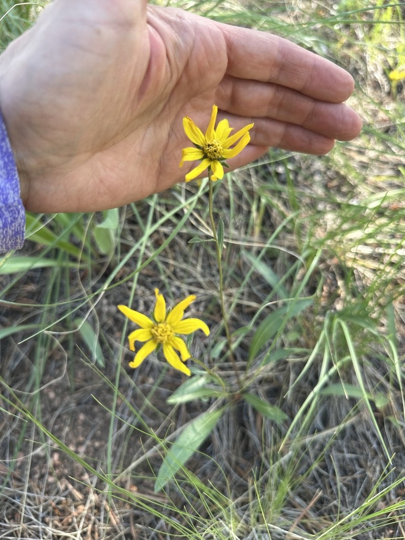 Parry's Dwarf-Sunflower photo 8