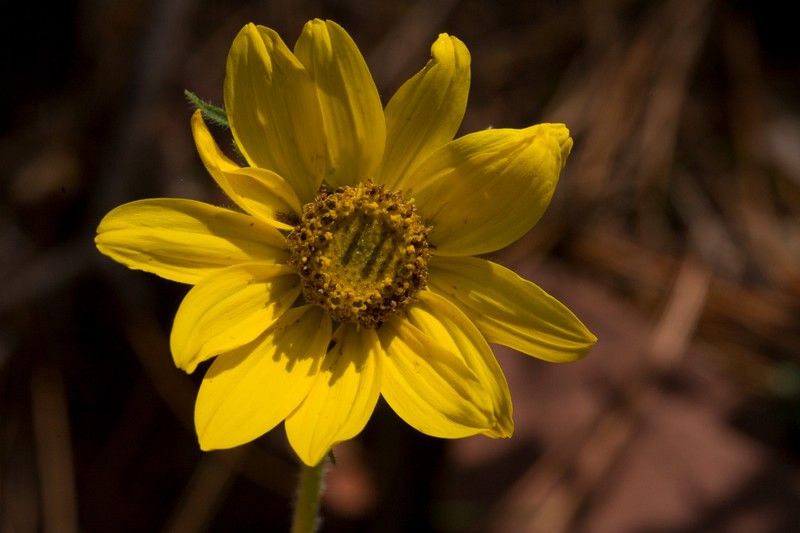 Fivenerve Helianthella photo 2