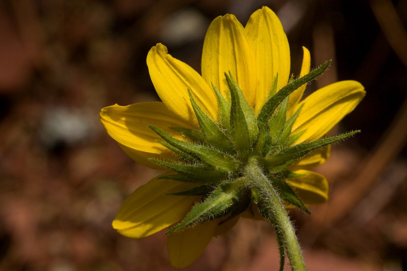 Fivenerve Helianthella photo 3