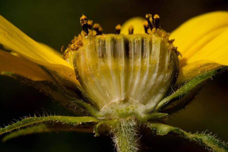 Fivenerve Helianthella photo 4