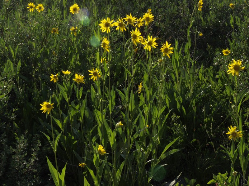 Fivenerve Helianthella photo 5