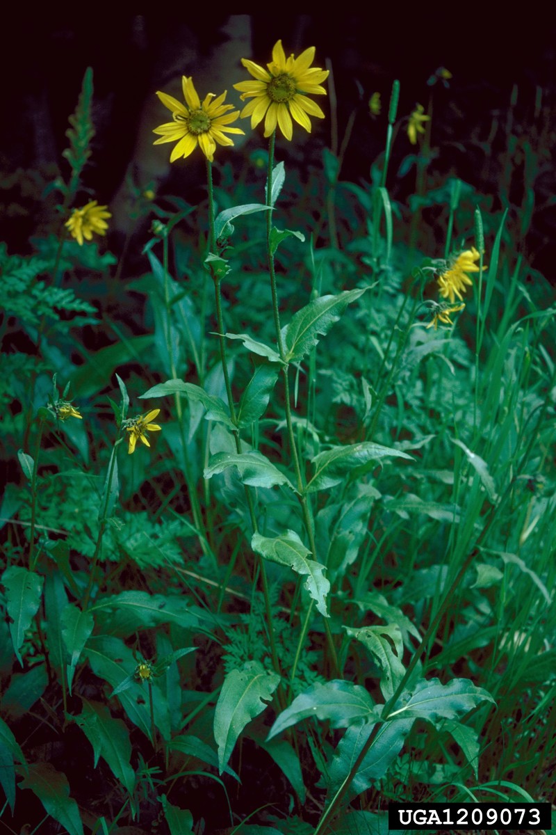 Fivenerve Helianthella