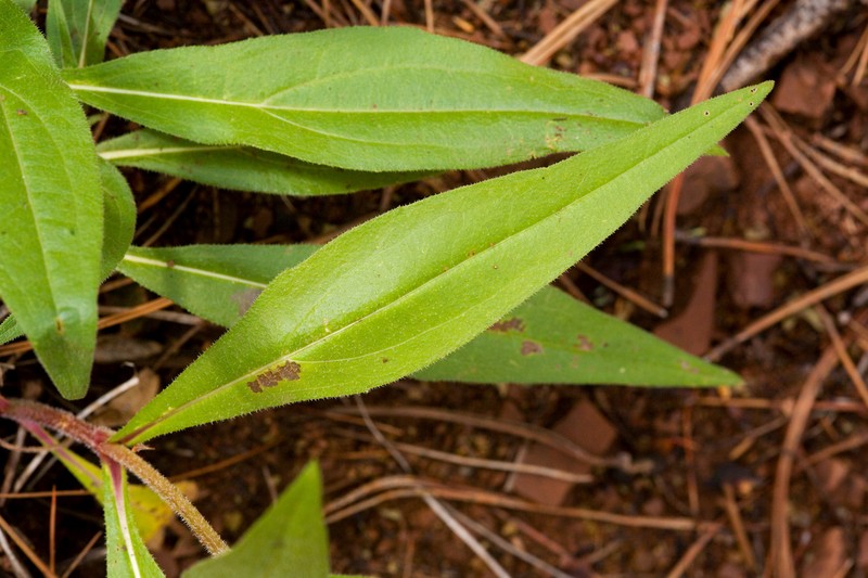Fivenerve Helianthella photo 6
