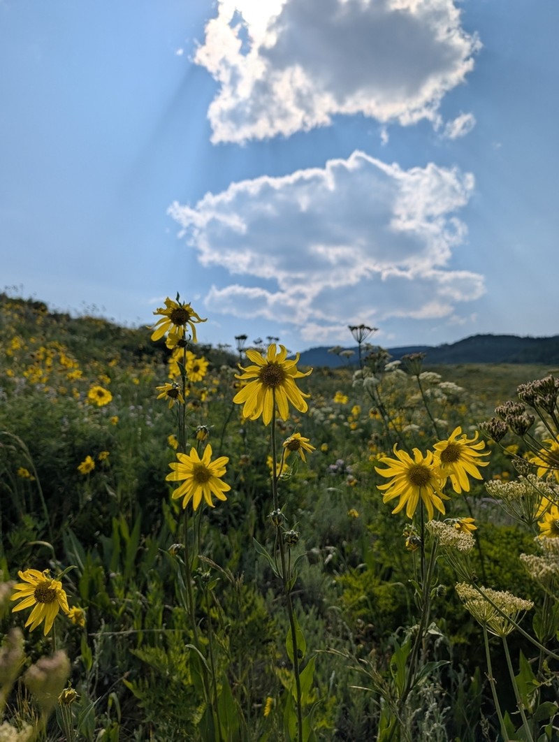 Fivenerve Helianthella photo 2