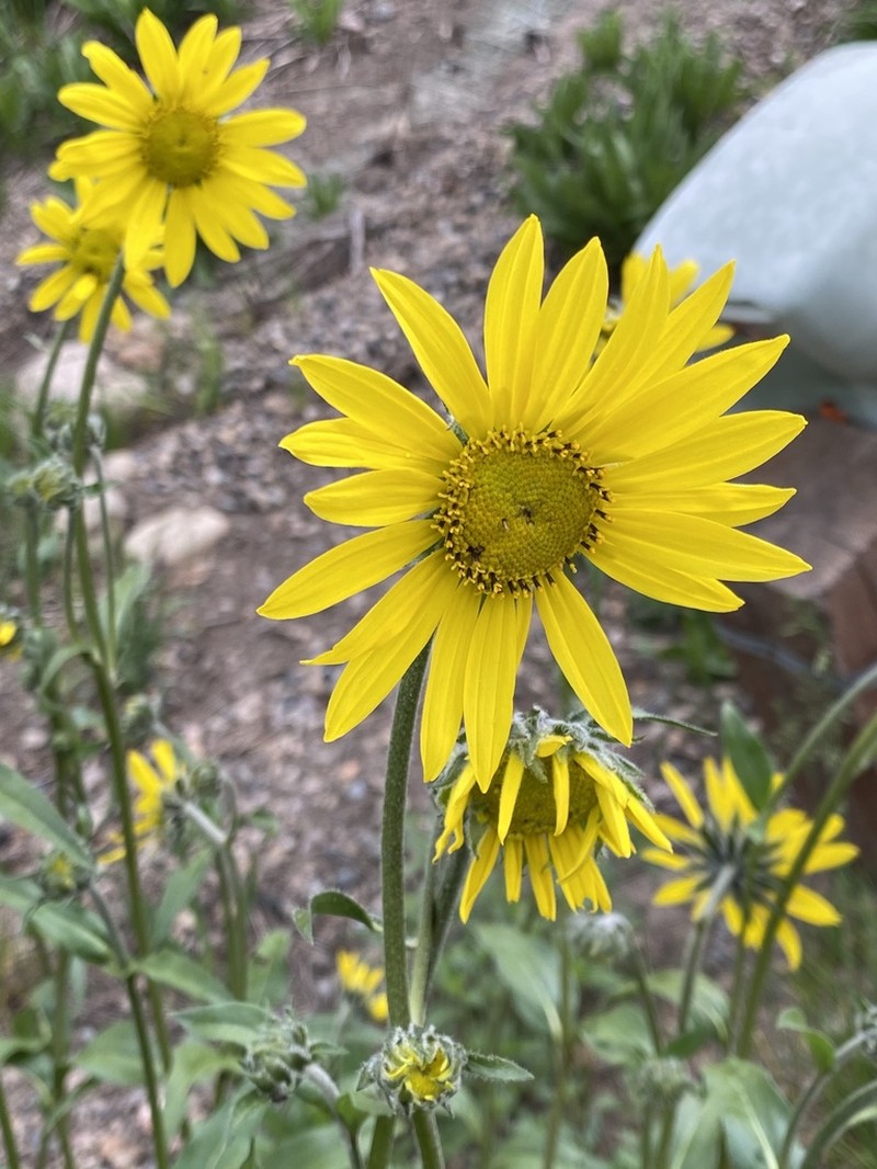 Fivenerve Helianthella photo 3