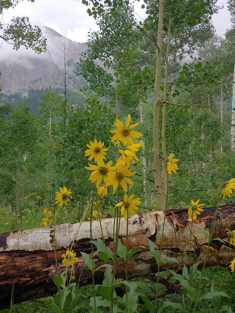 Fivenerve Helianthella photo 4