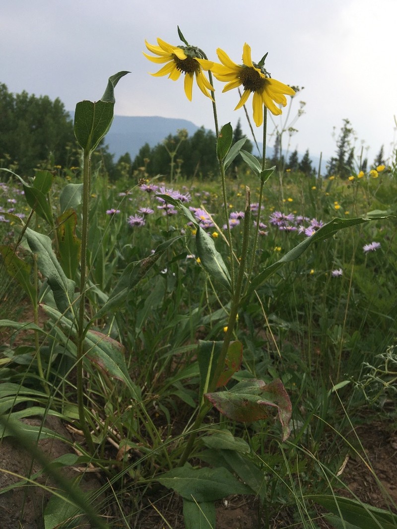 Fivenerve Helianthella photo 6