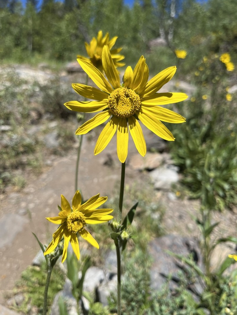 Fivenerve Helianthella photo 7