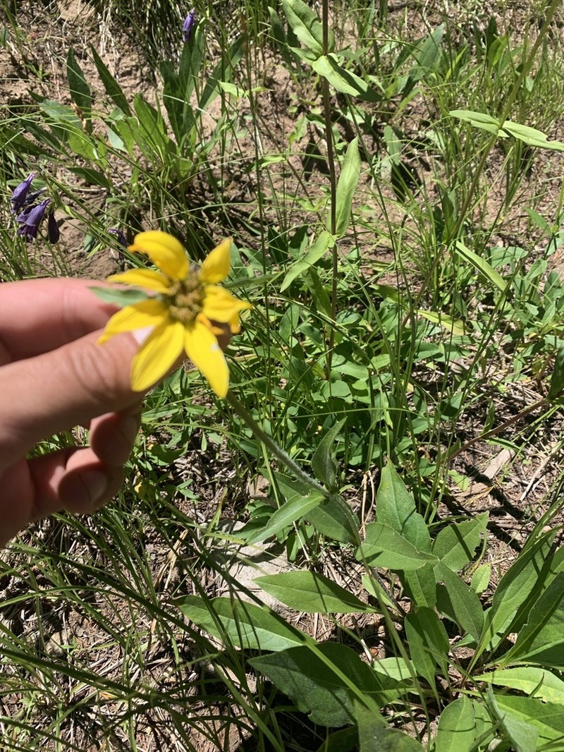 Fivenerve Helianthella photo 8