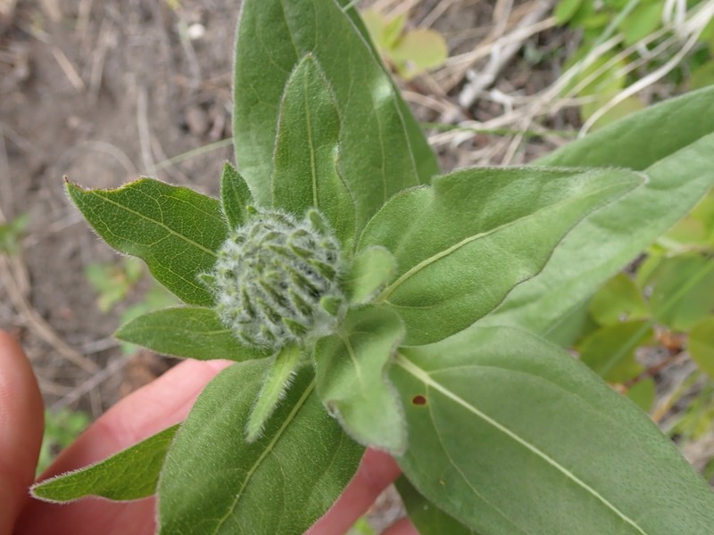 Oneflower Helianthella