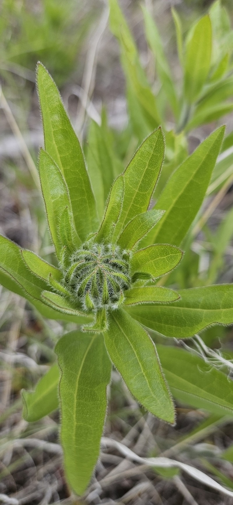 Oneflower Helianthella photo 2