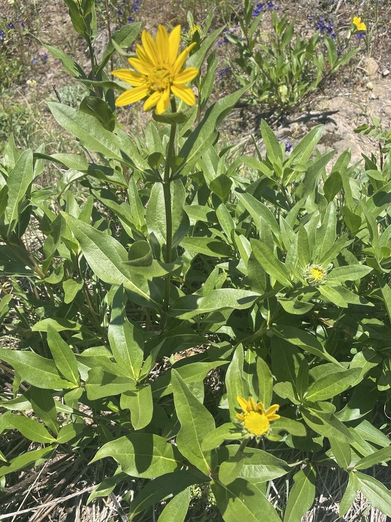 Oneflower Helianthella photo 3
