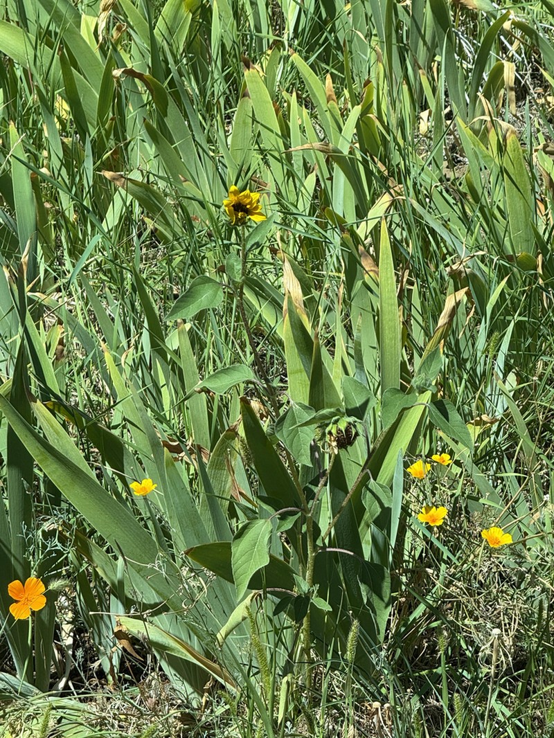 Oneflower Helianthella photo 4