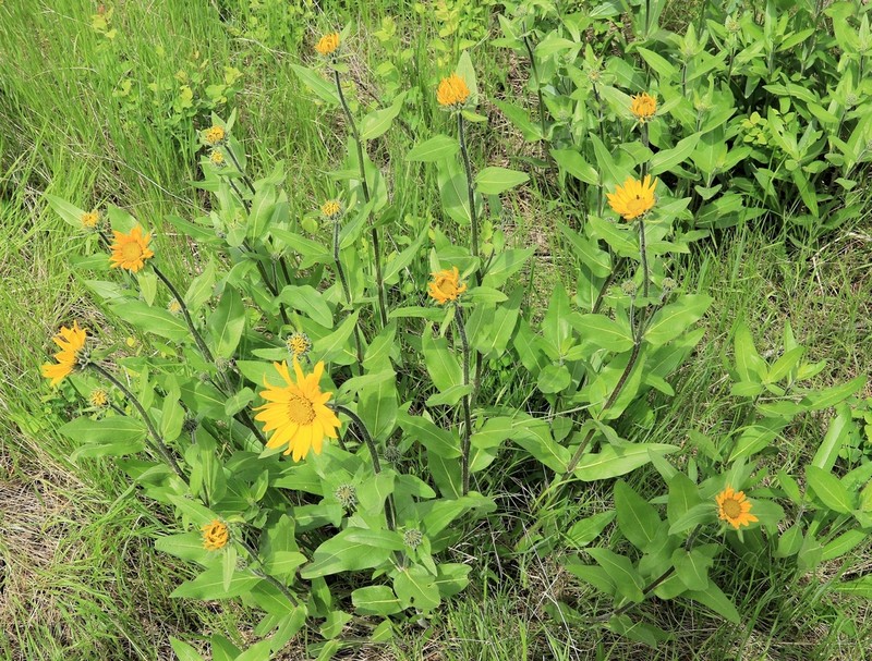 Oneflower Helianthella photo 5