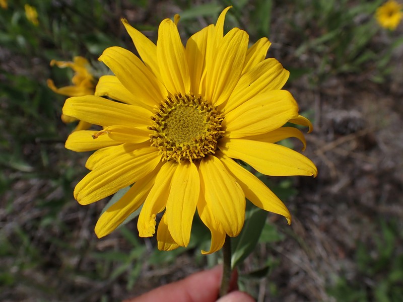 Oneflower Helianthella photo 6
