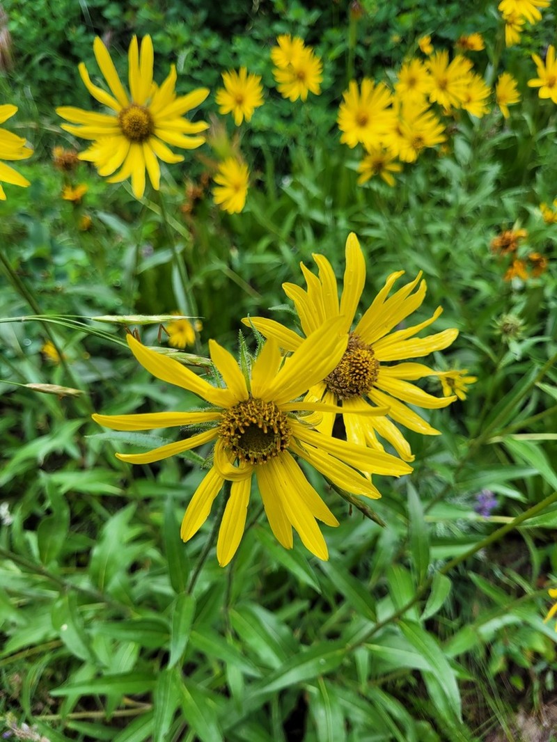 Oneflower Helianthella photo 7