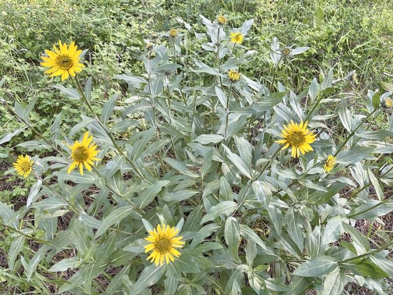 Oneflower Helianthella photo 8