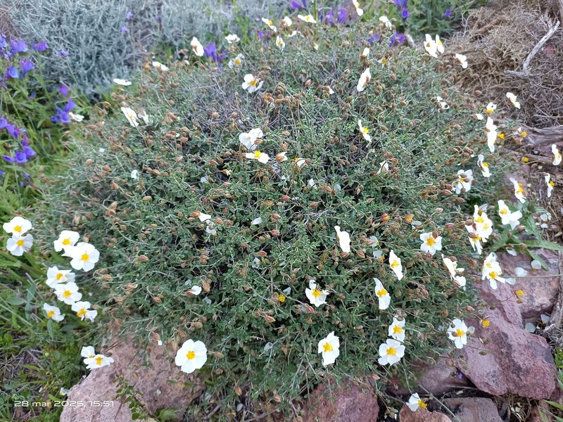 Helianthemum abelardoi