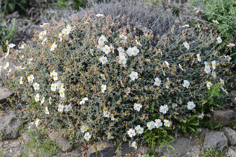 Helianthemum abelardoi photo 2