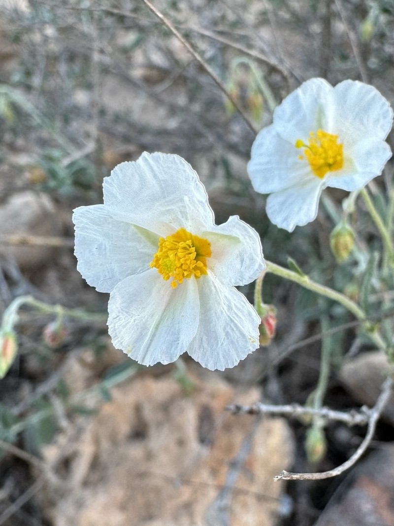 Helianthemum abelardoi photo 3