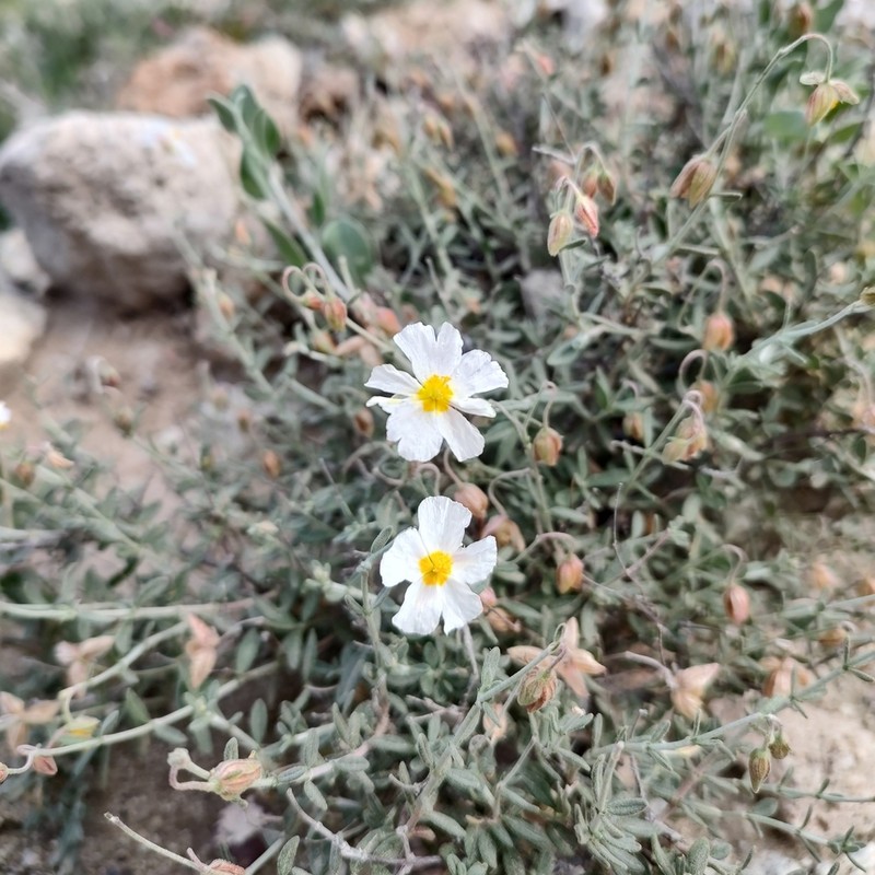Helianthemum abelardoi photo 4