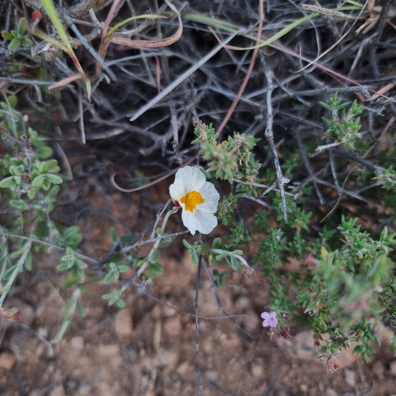 Helianthemum abelardoi photo 5