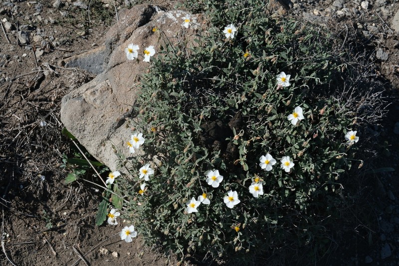 Helianthemum abelardoi photo 6