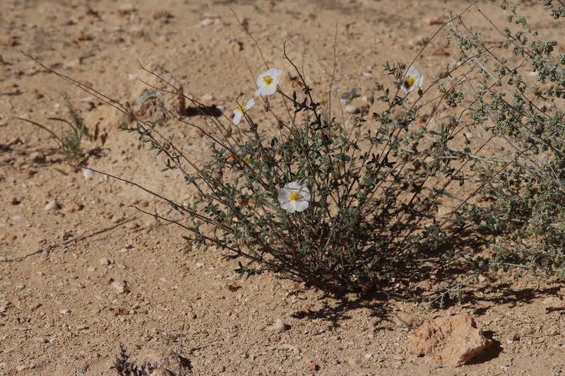 Helianthemum abelardoi photo 7
