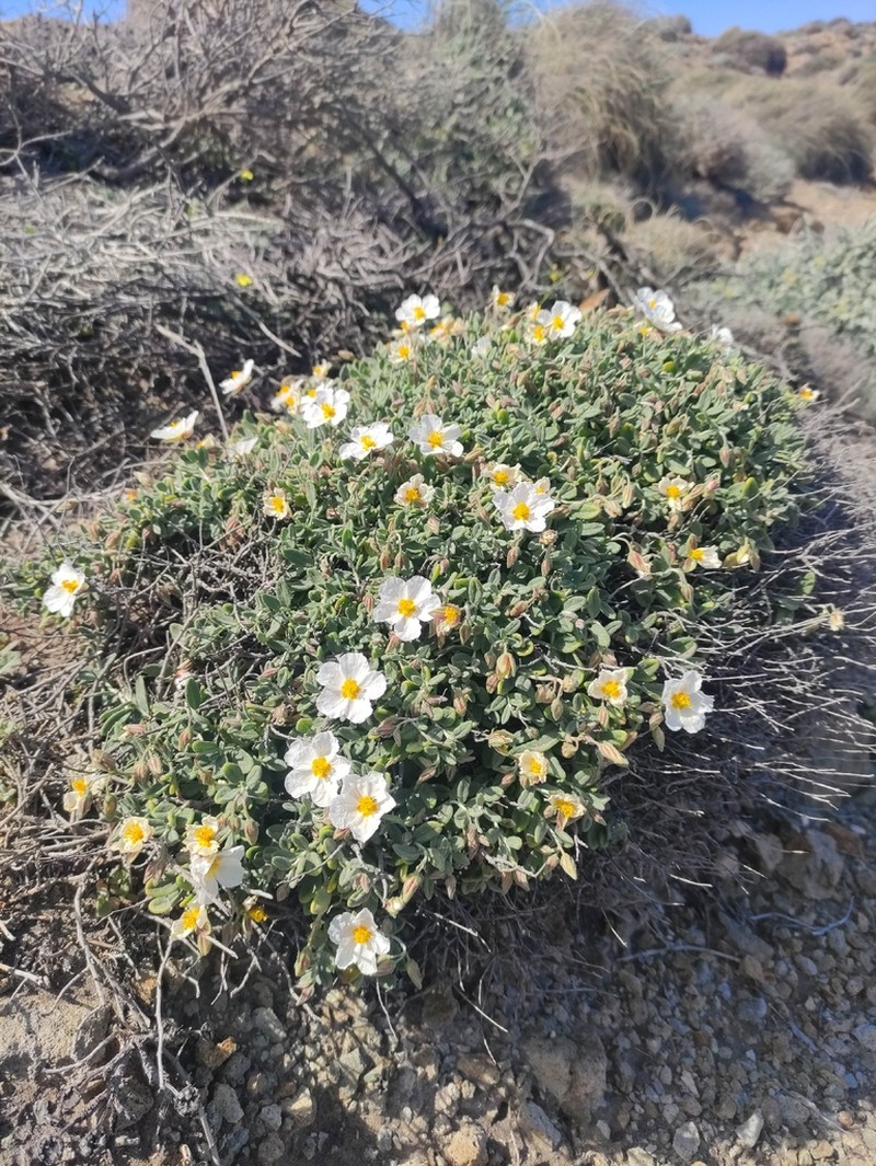 Helianthemum abelardoi photo 8