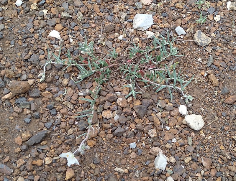 Helianthemum apenninum subsp. apenninum