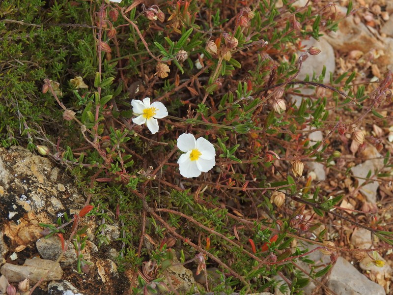 Helianthemum apenninum subsp. apenninum photo 2